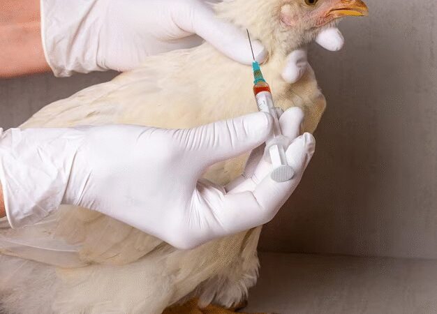 Bệnh Bại Liệt Ở Gà Là Gì? Đặc Điểm Và Bí Quyết Đối Phó Hay Nhất