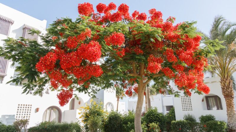 Khám Phá Các Loài Hoa Đặc Trưng Của Việt Nam Theo Vùng Miền