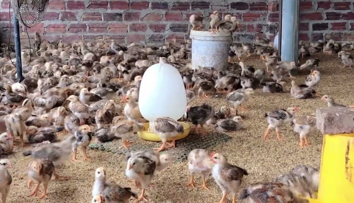 Bệnh Gumboro Là Gì? Nhận Biết Sớm Và Phòng Ngừa Hiệu Quả